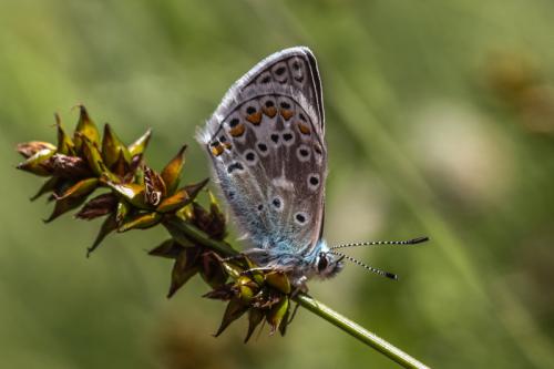 Réf. 198 113 : Polyommatus sp.